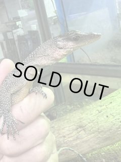 全商品 - terra (Page 3)