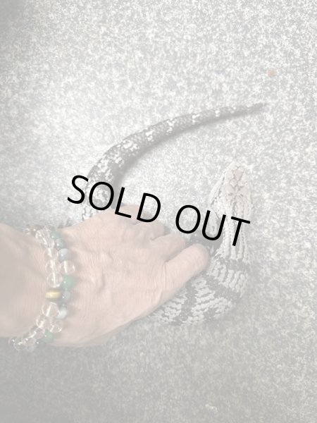 画像3: アザンアオジタトカゲ (3)