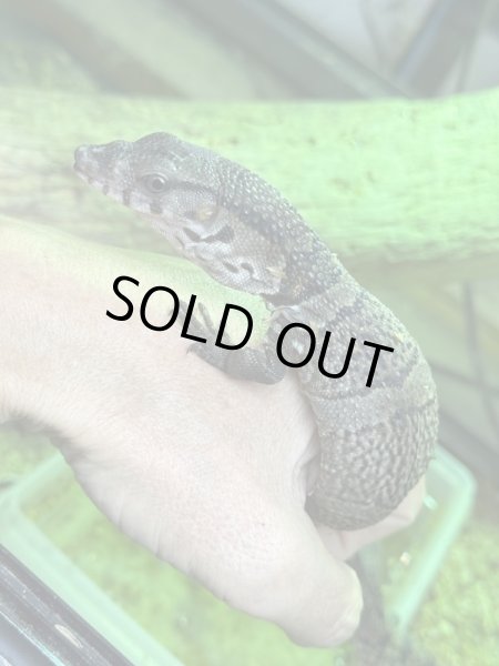 画像2: デュメリルモニター (2)