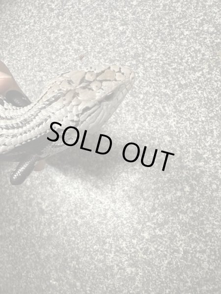 画像2: アザンアオジタトカゲ (2)