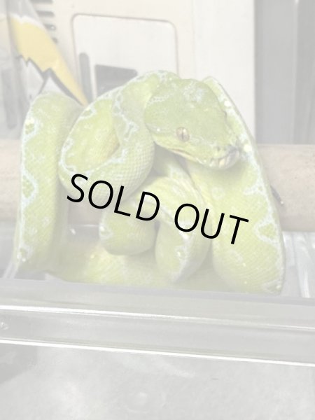 画像3: グリーンツリーパイソン　アルファク (3)