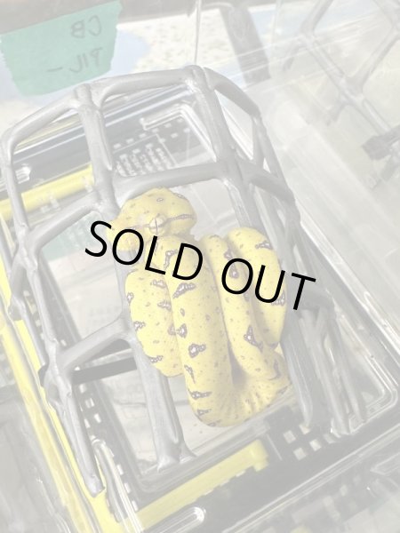 画像2: グリーンツリーパイソン　アルー (2)