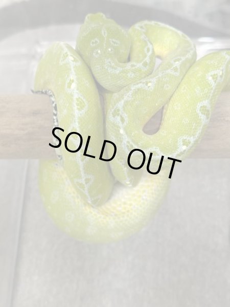 画像2: グリーンツリーパイソン　アルファク (2)