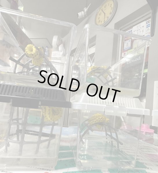 画像4: グリーンツリーパイソン　アルー (4)