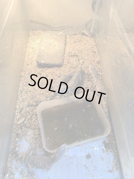 画像4: アフリカンロックモニター (4)