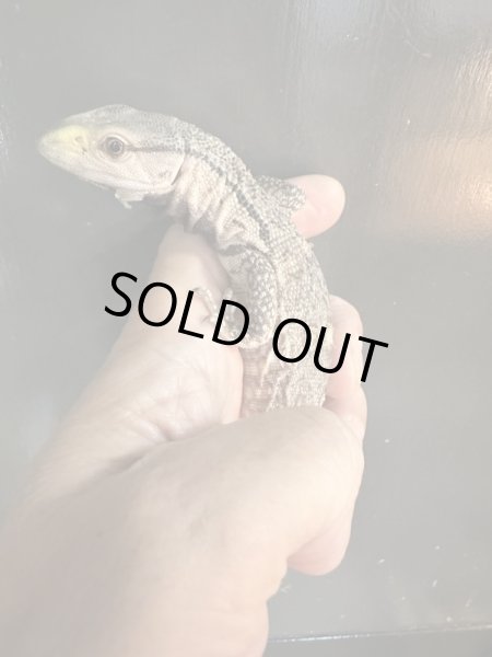 画像3: アフリカンロックモニター (3)