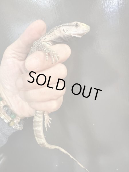 画像2: アフリカンロックモニター (2)