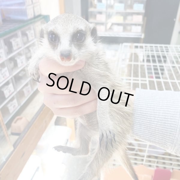 画像5: ミーアキャット国内CB10/30産まれ♂ (5)