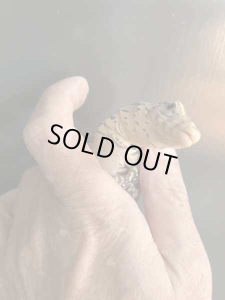 画像4: T+アルビノ (コラール)サルバトールモニター (4)