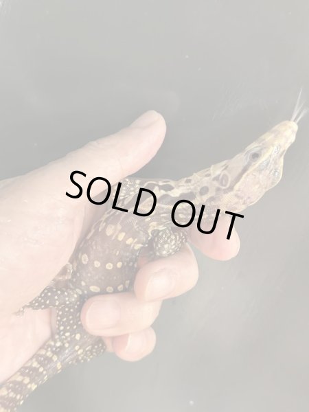 画像6: T+アルビノ (コラール)サルバトールモニター (6)