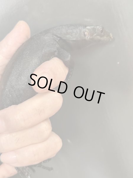 画像4: メラニスティック サルバトールモニター (4)