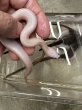 画像1: ヒロクチミズベヘビ　リューシ (1)