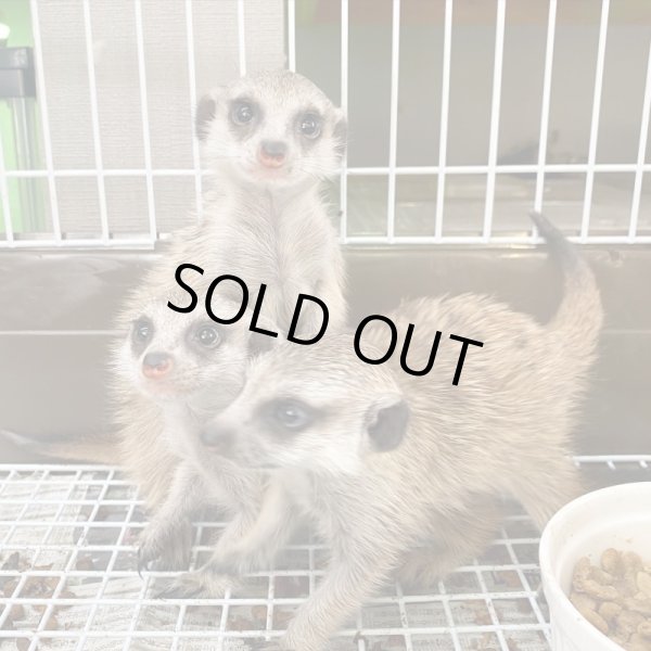 画像2: ミーアキャット国内CB10/30産まれ♂ (2)