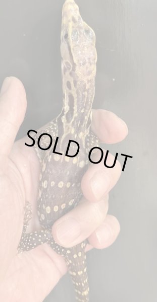 画像5: T+アルビノ (コラール)サルバトールモニター (5)