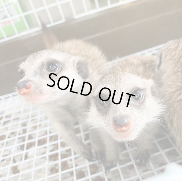 画像3: ミーアキャット国内CB10/30産まれ♂ (3)