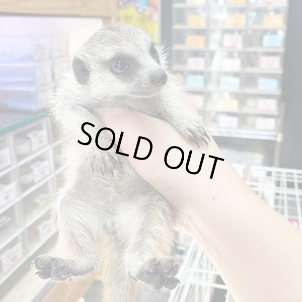 画像7: ミーアキャット国内CB10/30産まれ♂ (7)