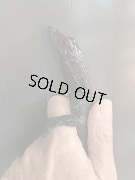 画像3: メラニスティック サルバトールモニター (3)