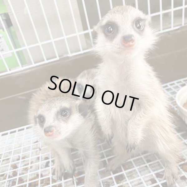 画像4: ミーアキャット国内CB10/30産まれ♂ (4)