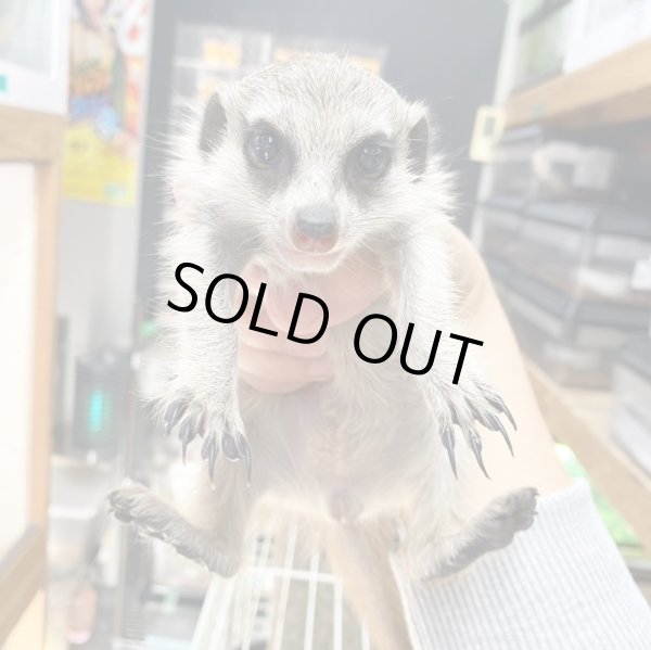 画像6: ミーアキャット国内CB10/30産まれ♂ (6)