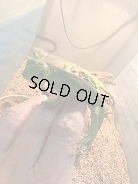 画像2: ガイアナグリーンイグアナCB (2)