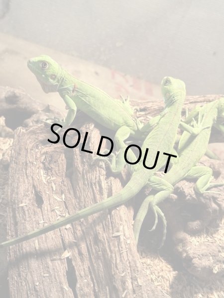 画像3: ガイアナグリーンイグアナCB (3)