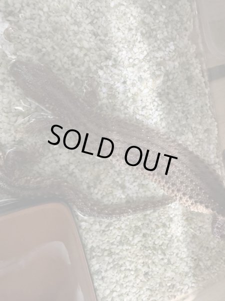 画像2: ミミナシオオトカゲ　長期飼いこみ個体 (2)