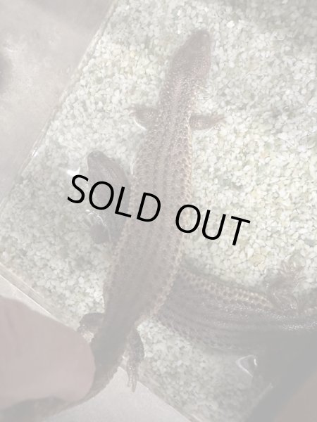 画像3: ミミナシオオトカゲ　長期飼いこみ個体 (3)