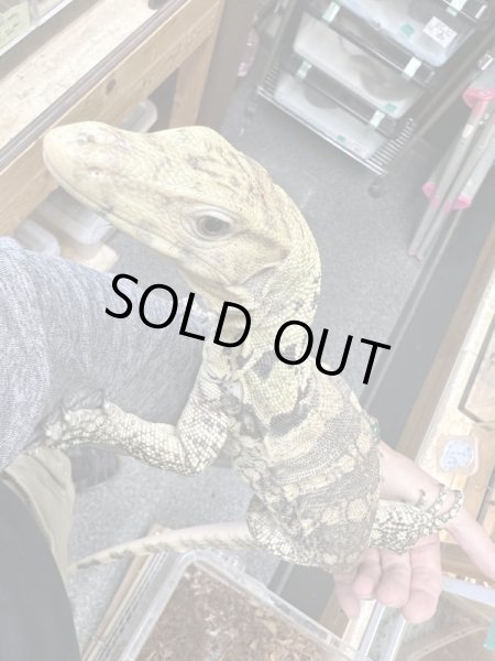 画像2: サルファーモニター飼いこみ個体 (2)