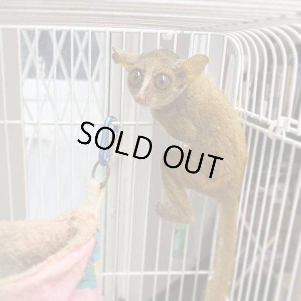 画像5: コビトガラゴ(ドワーフブッシュ)ペア (5)