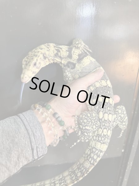 画像6: サルファーモニター飼いこみ個体 (6)