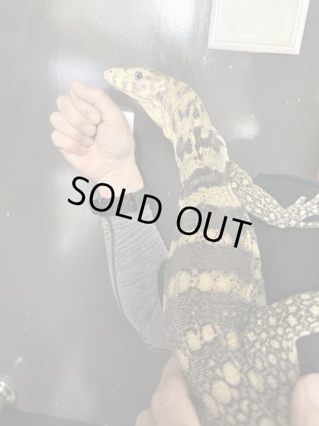 画像3: サルファーモニター飼いこみ個体 (3)