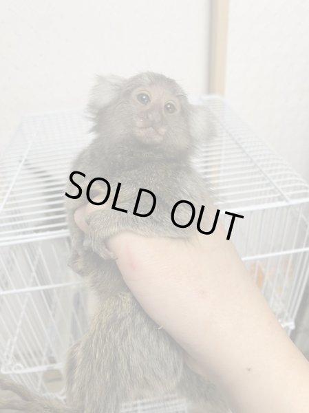 画像4: コモンマーモセット♀11/20産まれ (4)