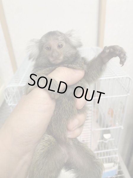 画像3: コモンマーモセット♀11/20産まれ (3)