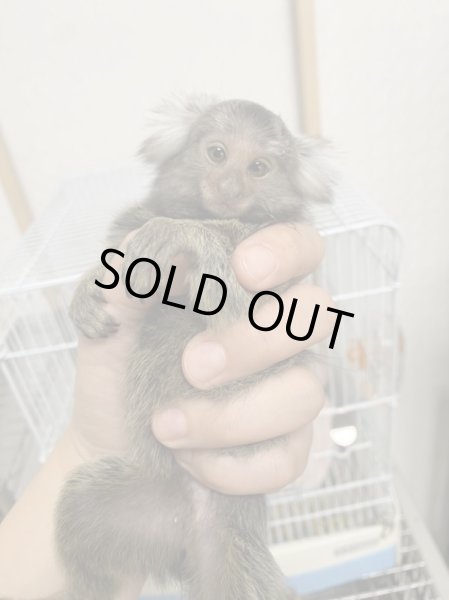 画像2: コモンマーモセット♀11/20産まれ (2)