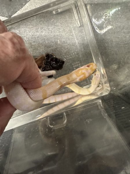 画像2: ヒロクチミズヘビ　アルビノ (2)