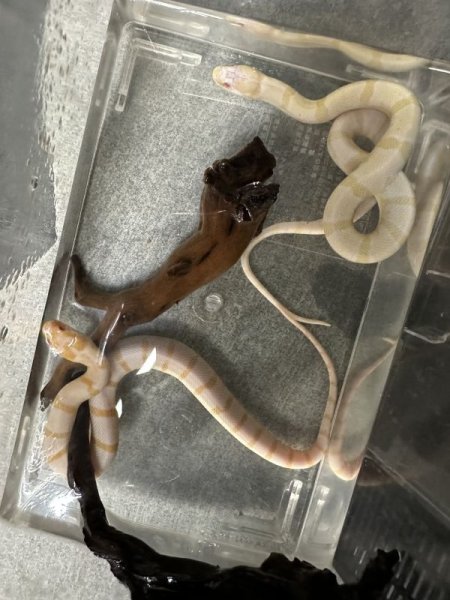 画像3: ヒロクチミズヘビ　アルビノ (3)