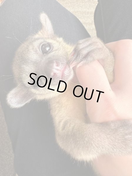 画像2: キンカジュー1/30産まれ♀ (2)