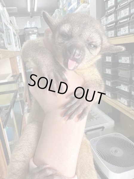 画像3: キンカジュー1/30産まれ♀ (3)