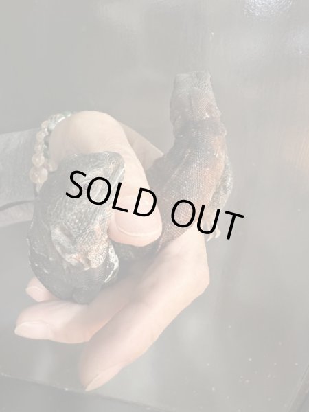 画像4: カンペチェトゲオイグアナ　飼いこみペア (4)