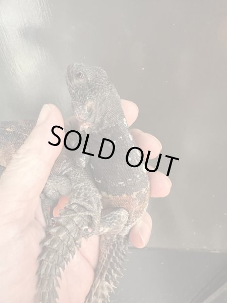 画像2: カンペチェトゲオイグアナ　飼いこみペア (2)