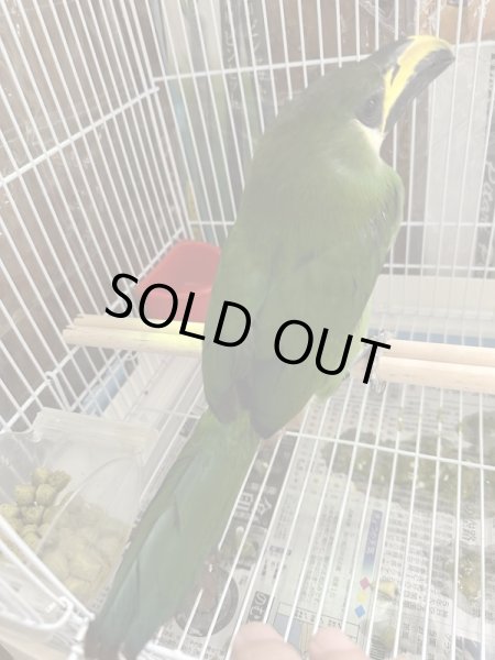 画像2: キバシミドリチュウハシ(エメラルドチュウハシ)CB (2)