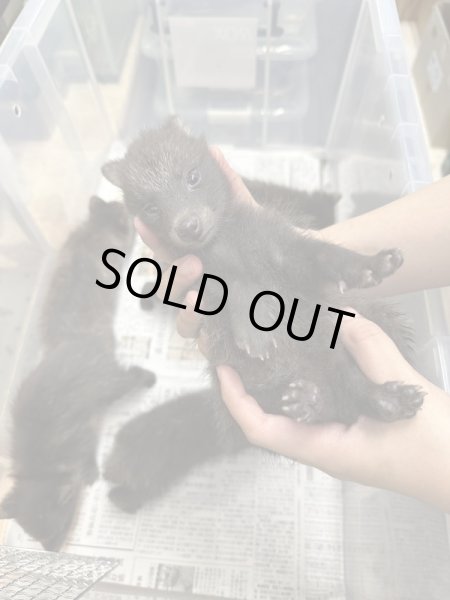 画像2: ホンドタヌキベビー (2)