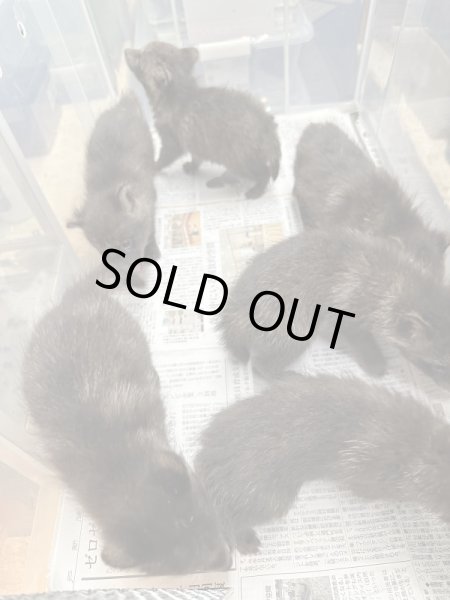 画像4: ホンドタヌキベビー (4)