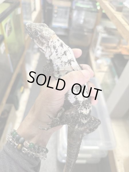 画像2: パンダパイドスパイニーテールイグアナ (2)