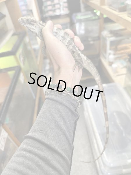 画像5: パンダパイドスパイニーテールイグアナ (5)