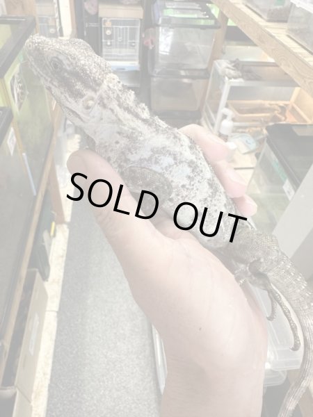 画像3: パンダパイドスパイニーテールイグアナ (3)