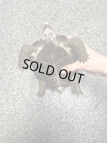 画像3: テキサスゴファーガメ(甲長18cm、13.5cm) (3)