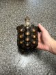 画像5: テキサスゴファーガメ(甲長18cm、13.5cm) (5)