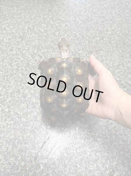 画像5: テキサスゴファーガメ(甲長18cm、13.5cm) (5)