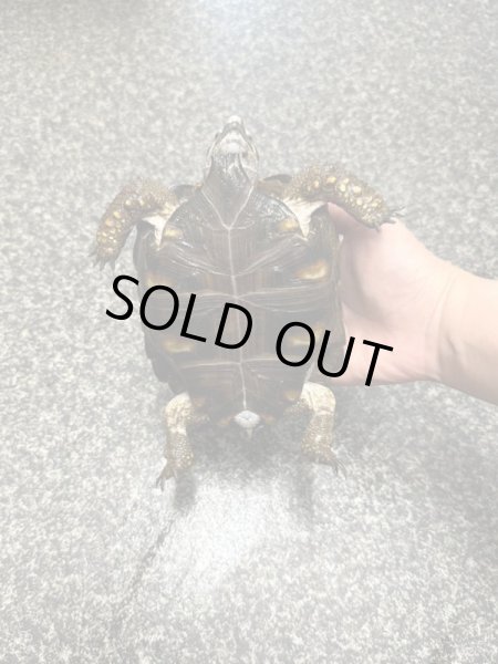 画像6: テキサスゴファーガメ(甲長18cm、13.5cm) (6)